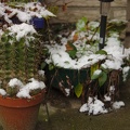 kaktus-im-schnee
