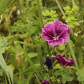 blume