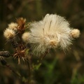 diesteln-2