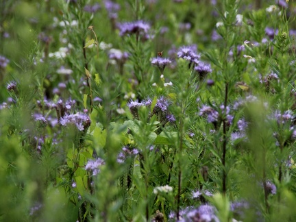 2020-07-07-Blumenwiese