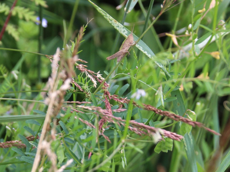 2020-07-07-Grashuepfer.JPG