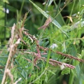 2020-07-07-Grashuepfer
