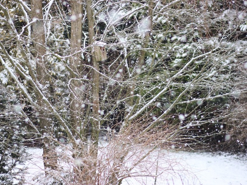 schnee im Januar1-2021.JPG