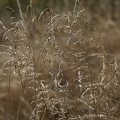 blumen-3