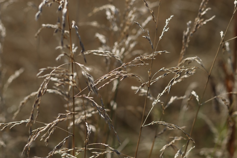blumen-4.JPG