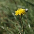blumen-5