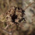 blumen-7