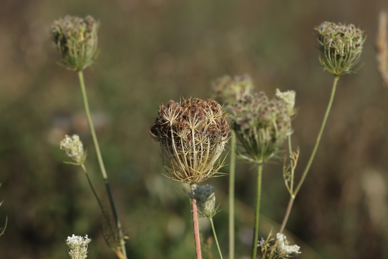 blumen-8.JPG