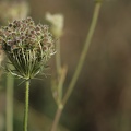 blumen-9