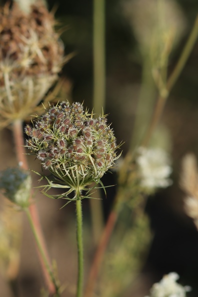 blumen-10.JPG